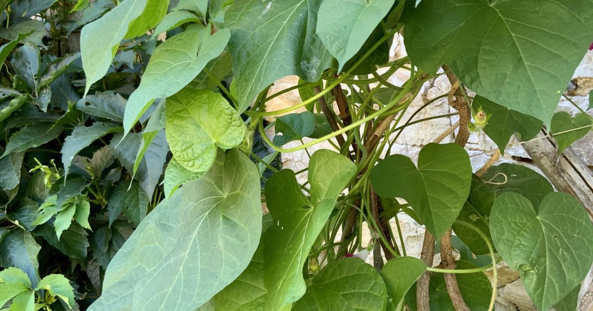 Le jardin du 31 Juillet 