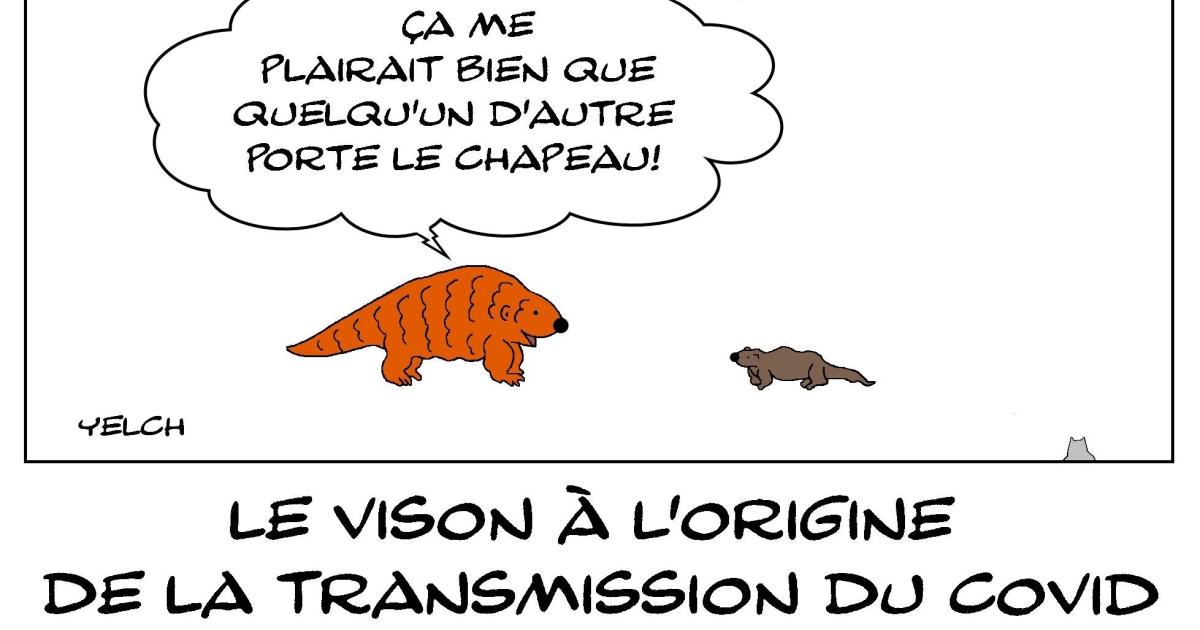 Pangolin et vison