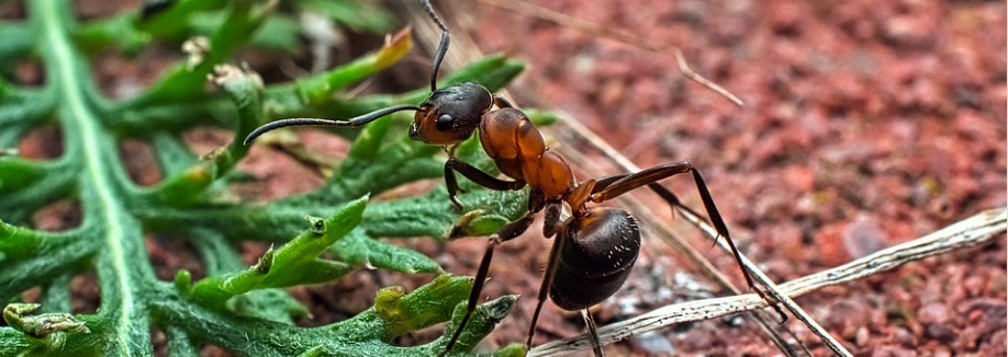 La fourmi est notre amie...