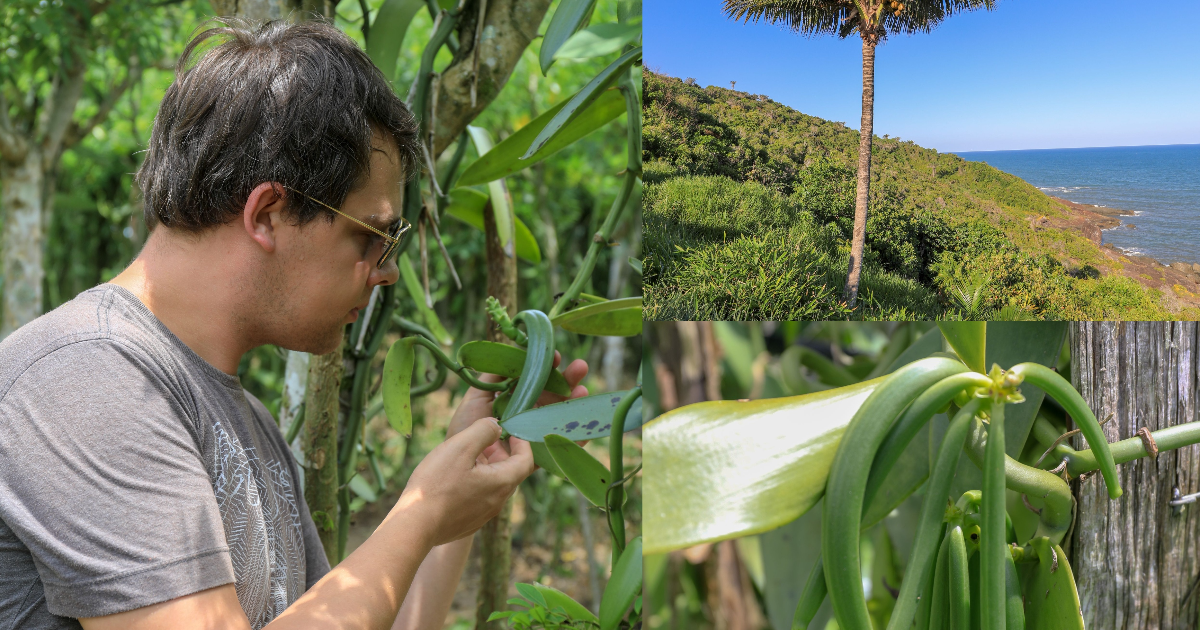 La Vanille Pompona : L'Antithèse de la Vanille que Vous Connaissez