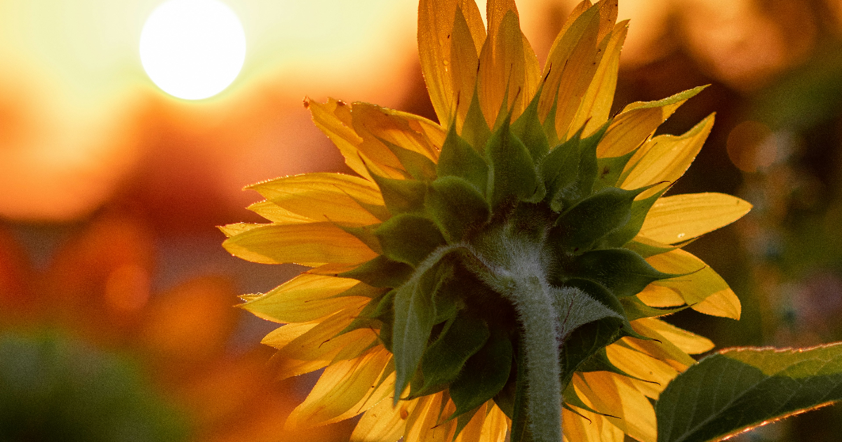 ''The Measure of Love''