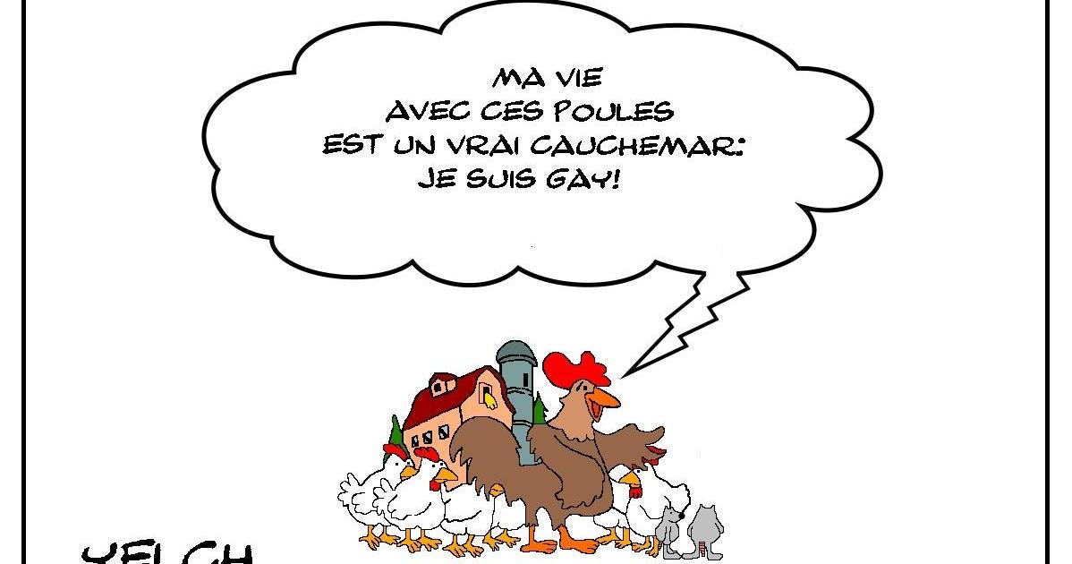 Coq pas gai mais gay