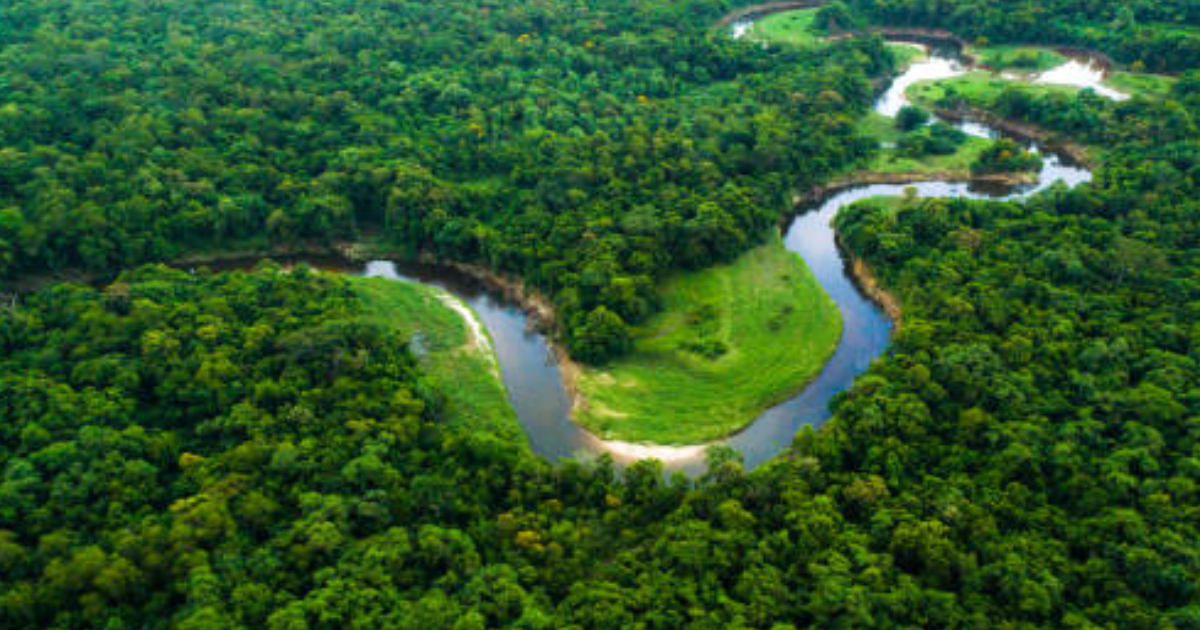 Plant for the Planet: Billion Trees Project