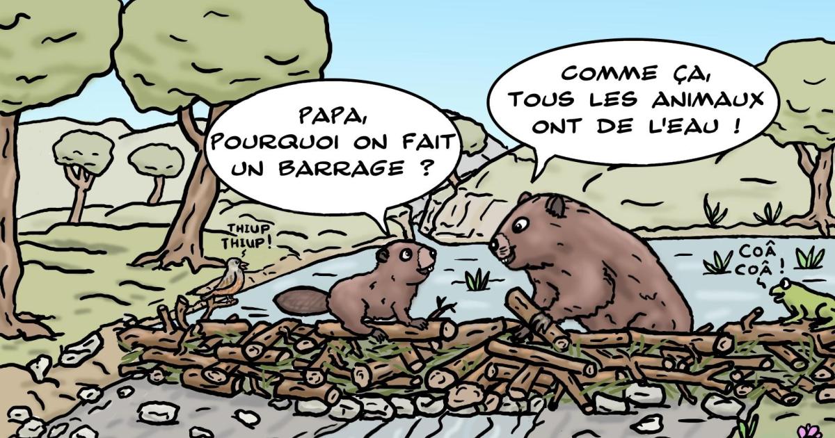 les castors et la biodiversité