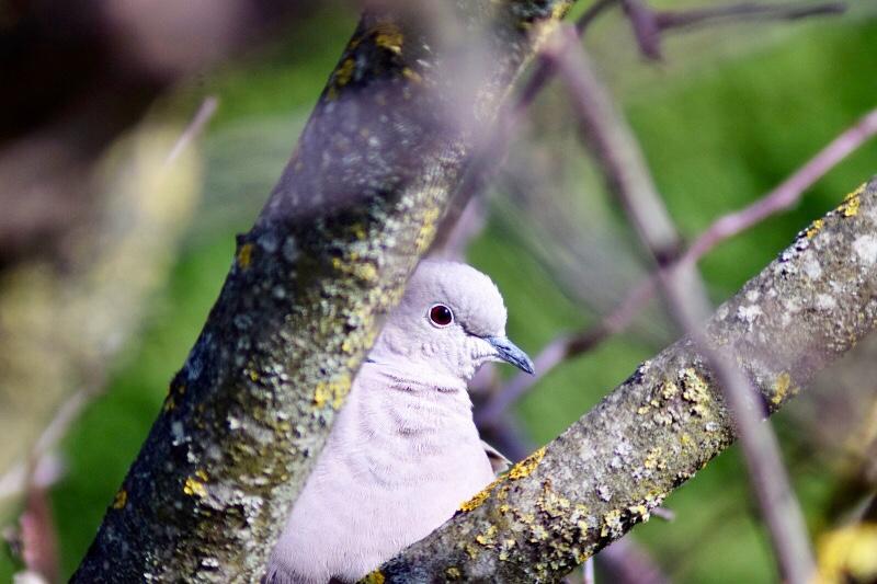 Parole de tourterelle