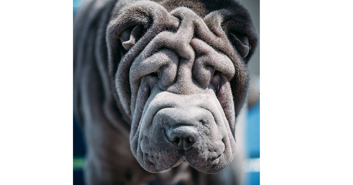 Chien bleu a le blues