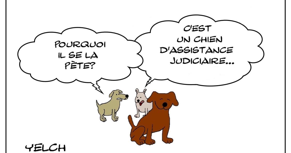 chien médiateur