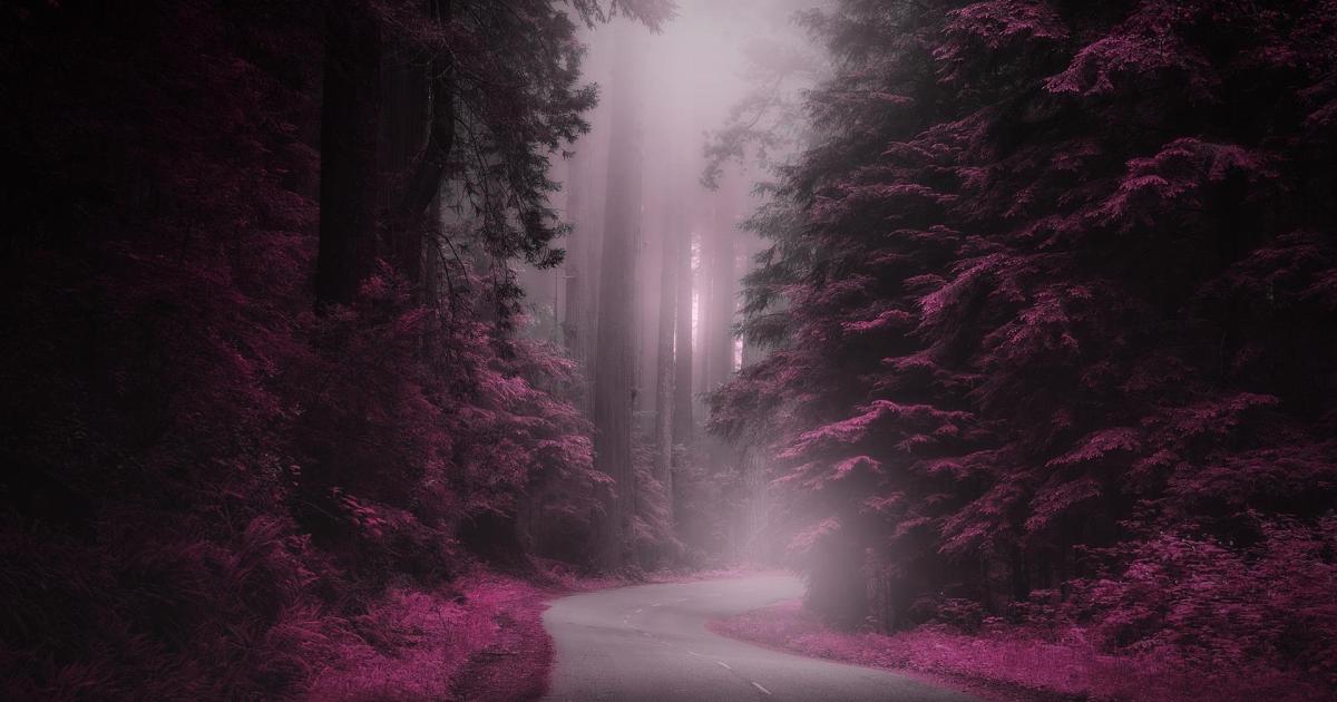 La forêt aux mille saveurs