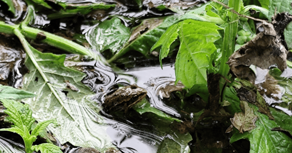 Dans l'eau qui miroite