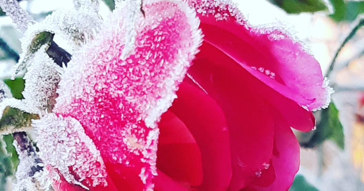 Trois voeux et un désir