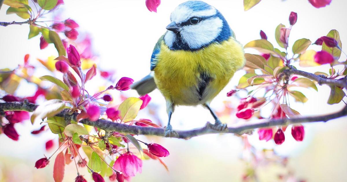 Accueil du printemps