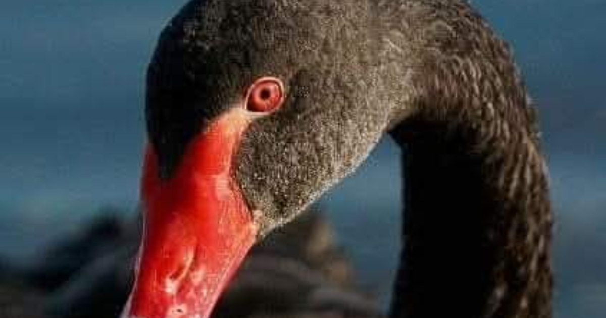 LA SUTURE DE L'ABSOLU