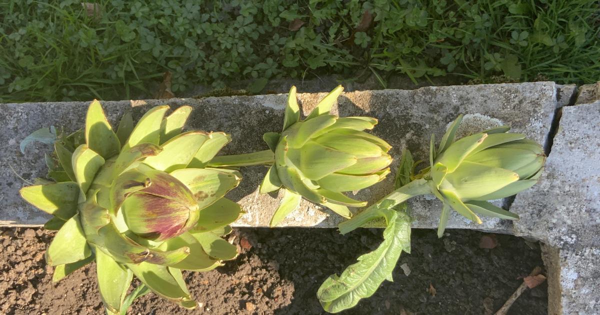 Le jardin du 31 Octobre