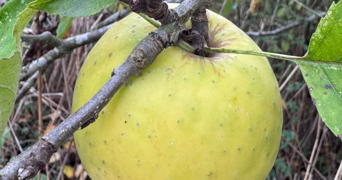 Jour n°1 #Apple #Pomme