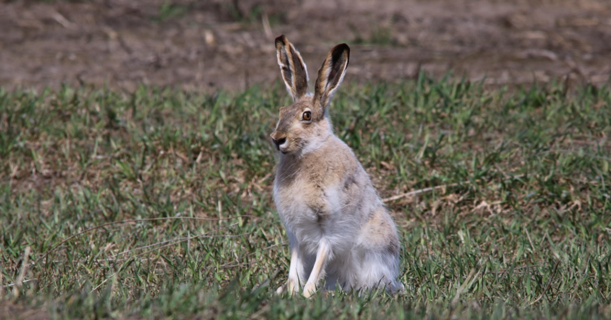 Juin: Les lapins sont exclus