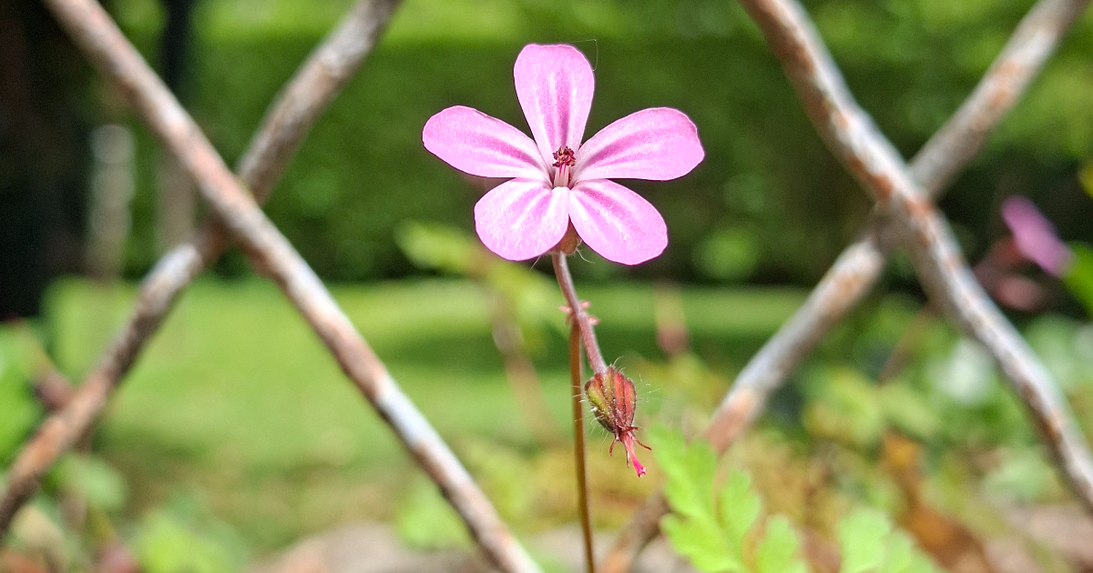 À la petite fleur sauvage
