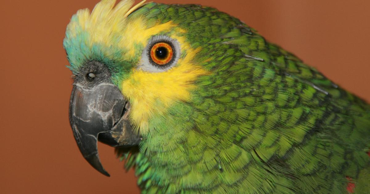 COVID19 : PERMIS DE TUER (une nouvelle Croisade : propagande, mensonge, emprise, prédictions, détournement, scandale!).