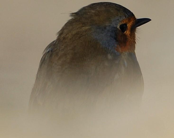 Brassens et les dames du temps jadis