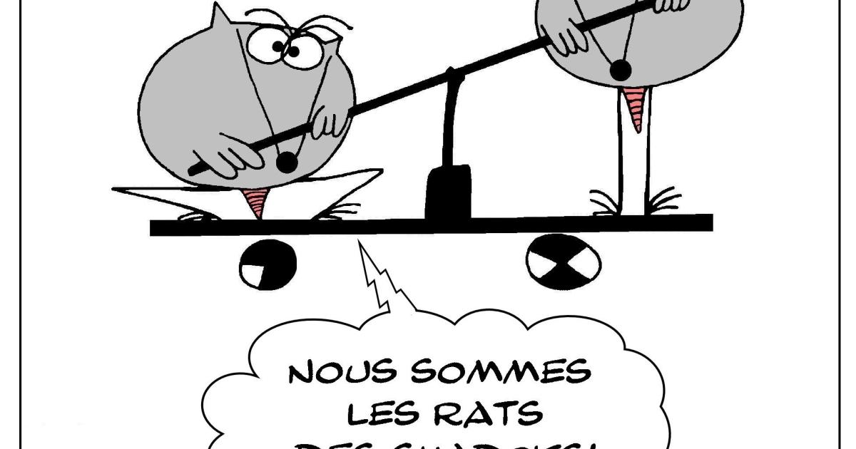 Les rats des Shadoks