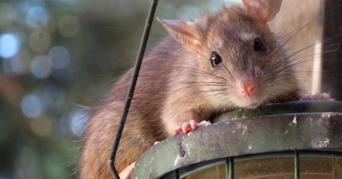 Jeux de mots rats portés