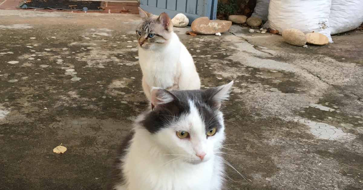 Max & Looping - Le Laitier