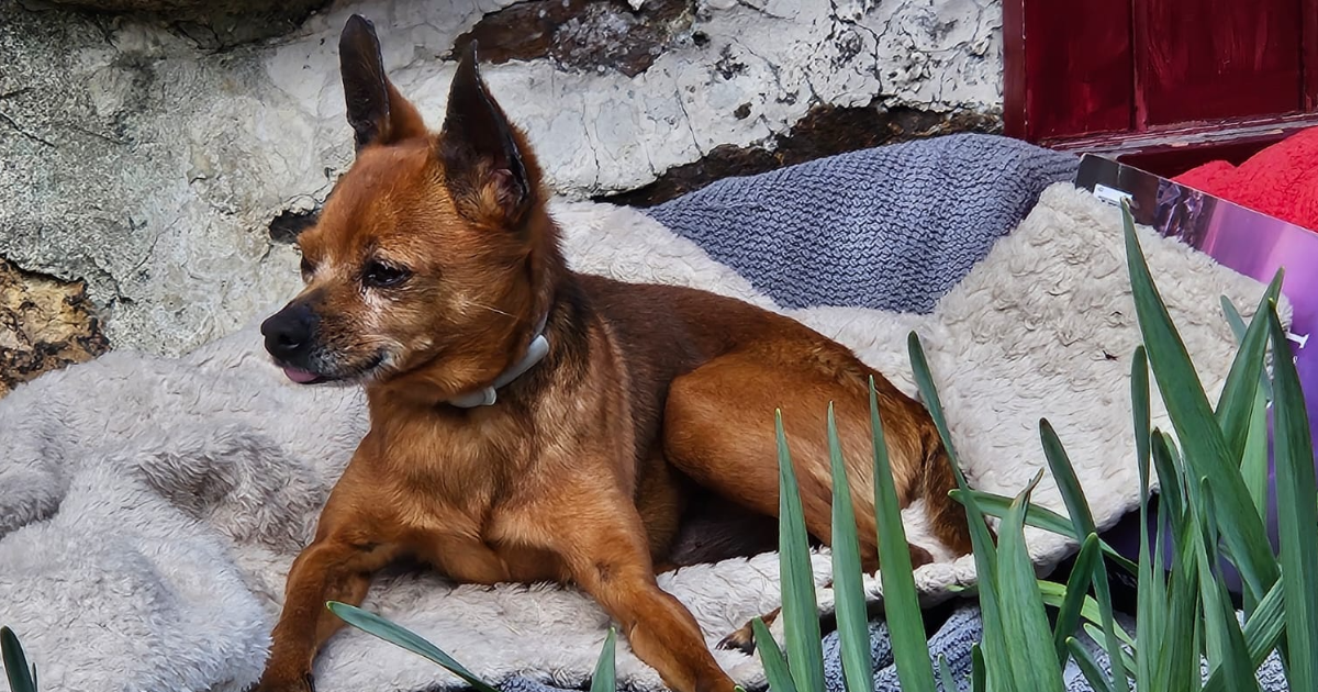 Livanovitch et les poules