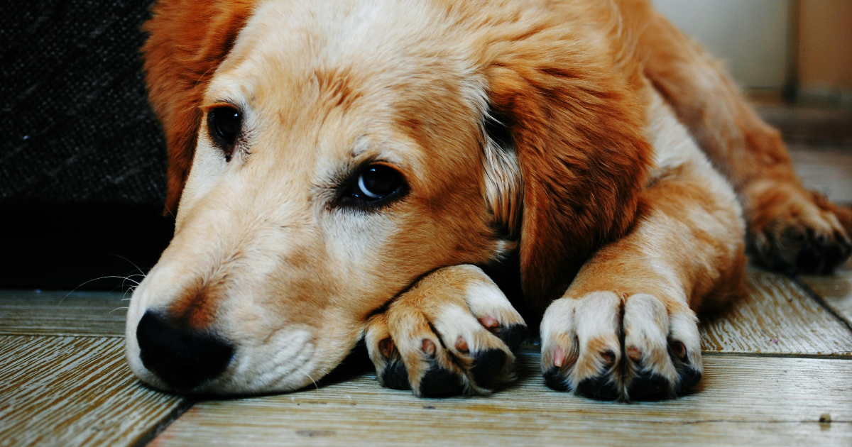 Le meilleur ami de l'homme, et de la femme!