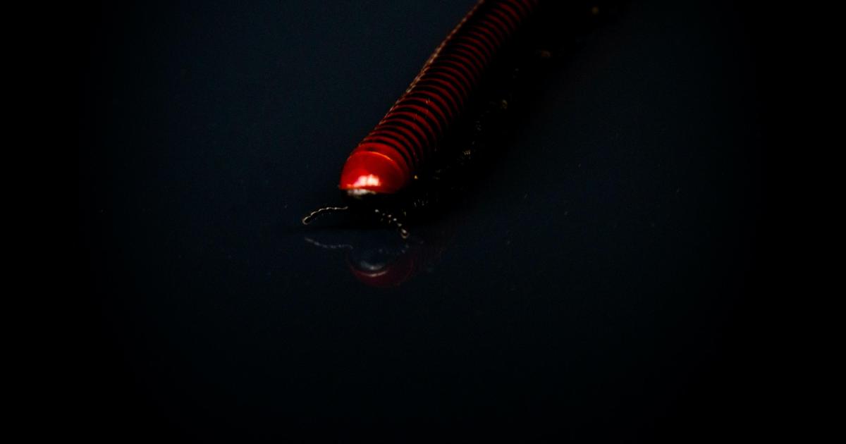 Le philosophe aux mille pattes