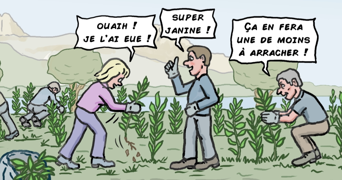 Attention, plantes invasives !