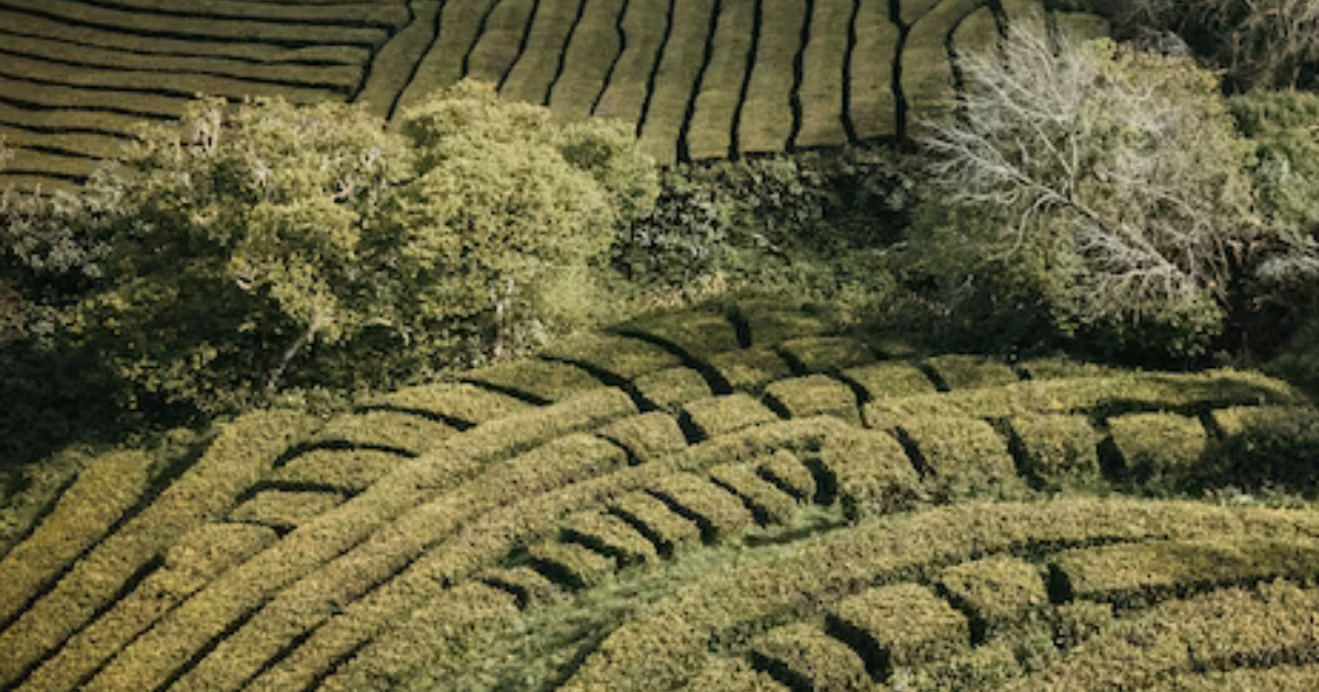 Labyrinthe