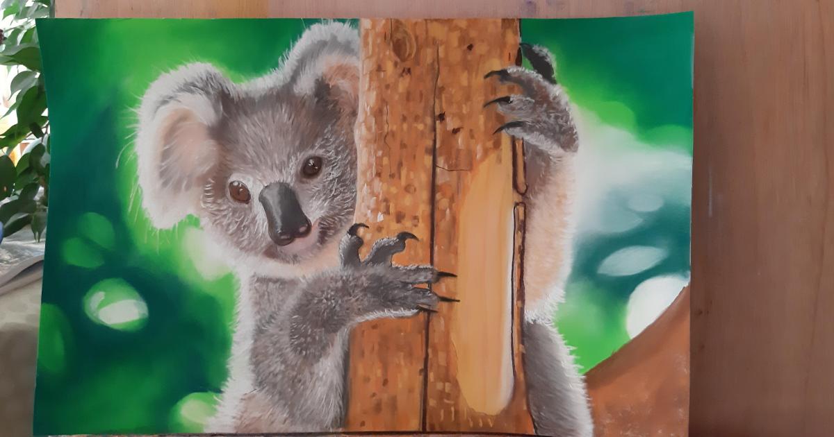 Le koala
