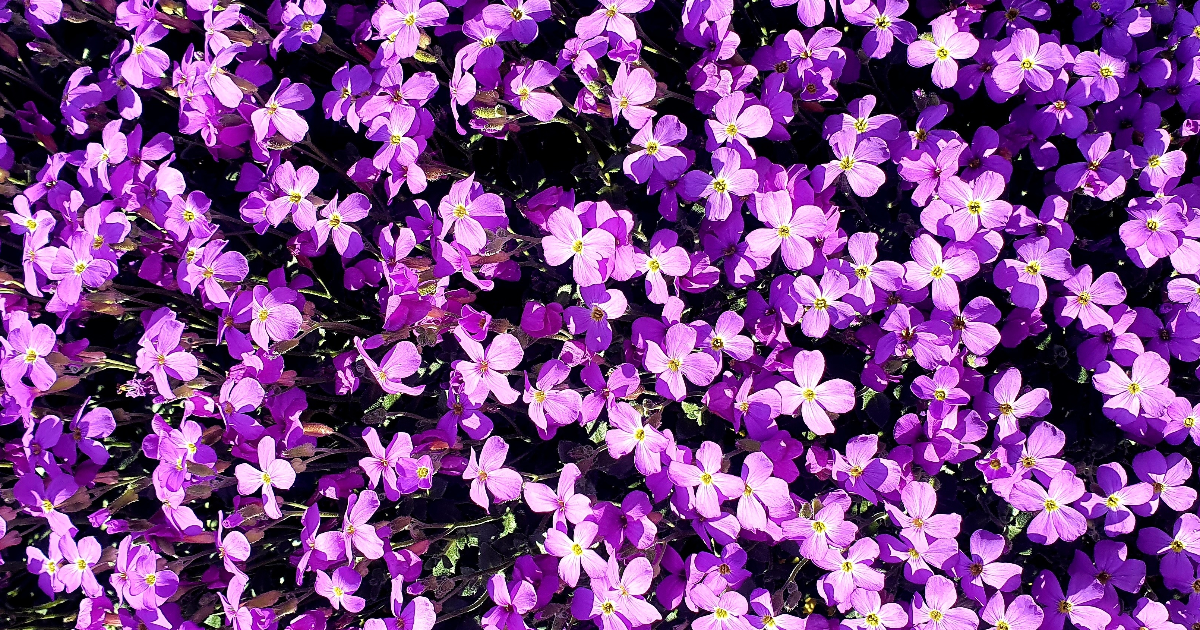 Comme une fleur