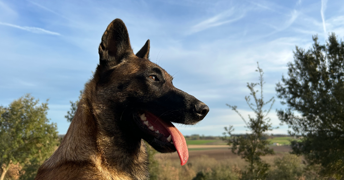 Il était une fois un champignon magique !