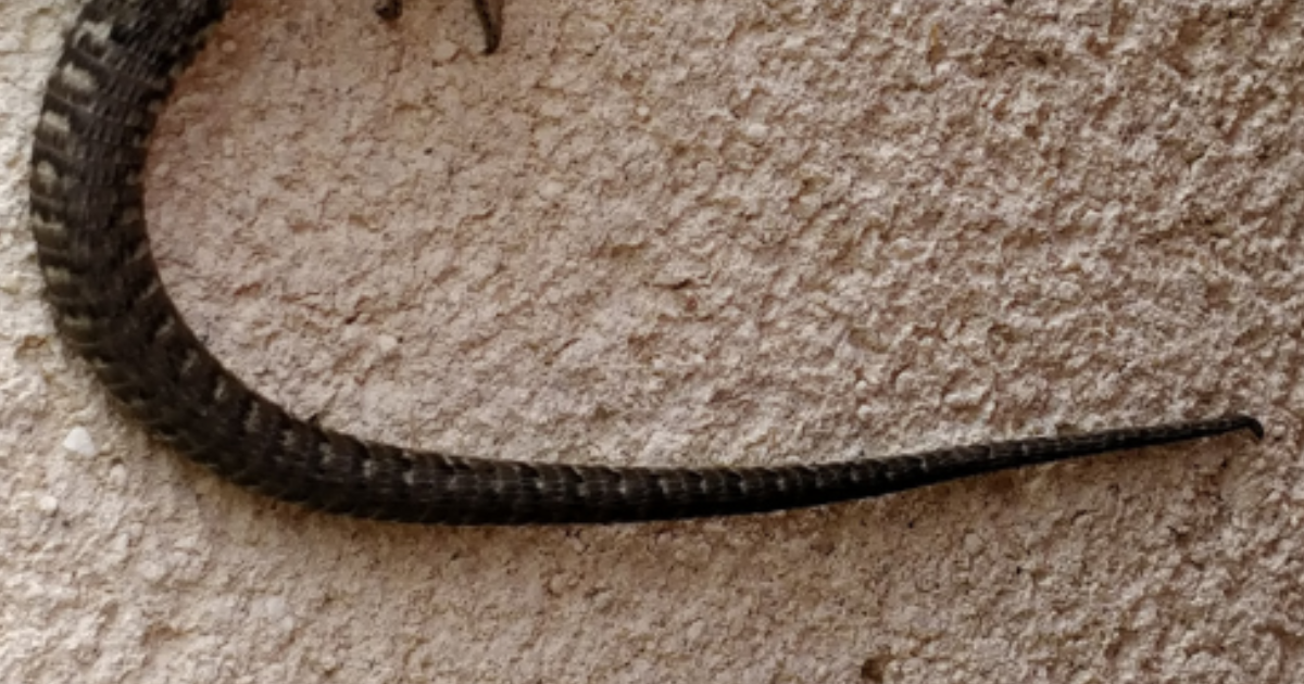 Lézardage