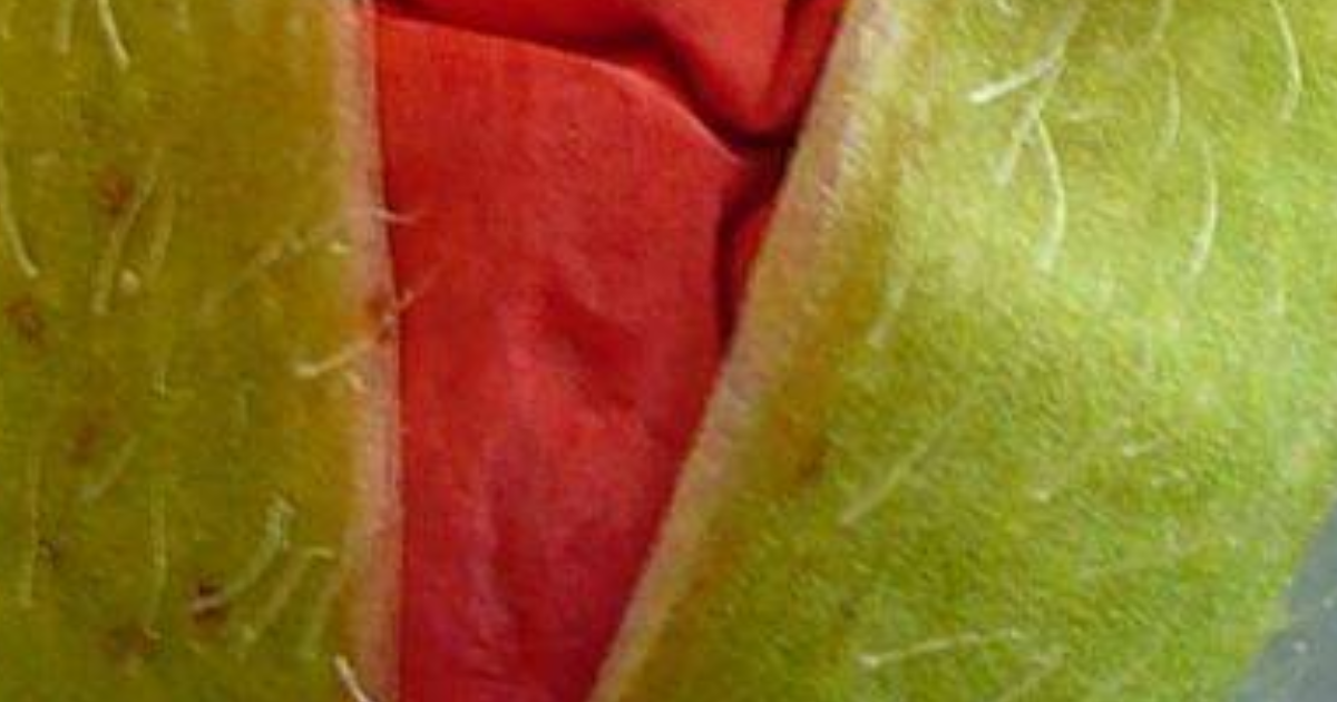 Les écrits du coquelicot