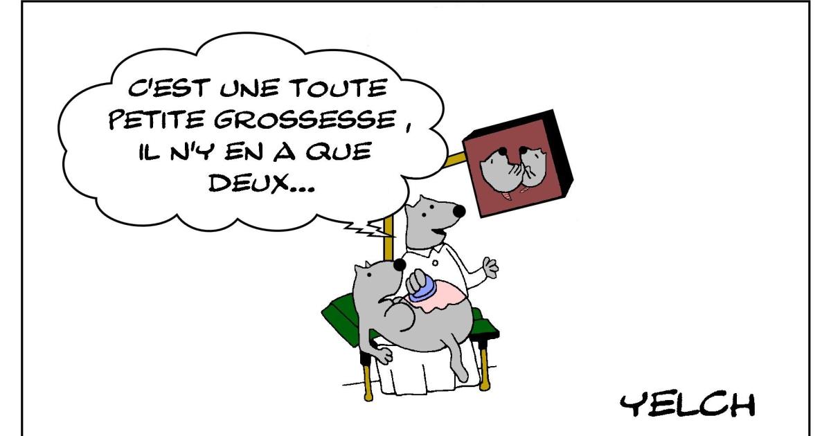 Le rat qui faisait une échographie