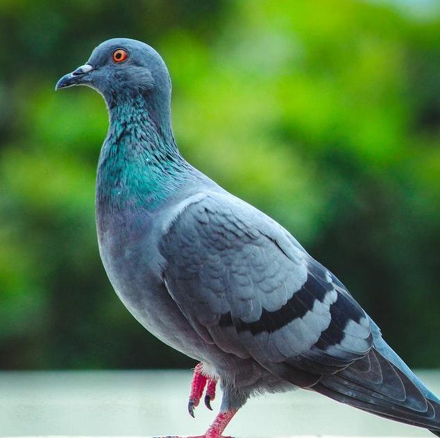 Celui qui voulait parler aux oiseaux