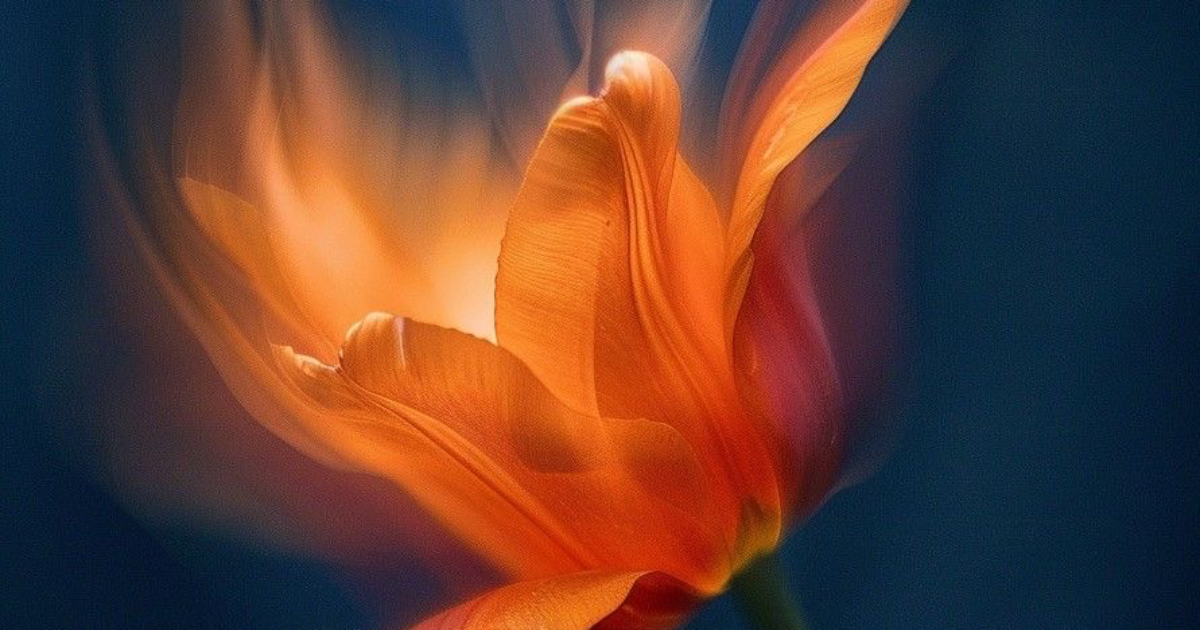 Fleurs