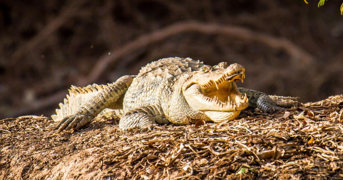 La chasse photographique