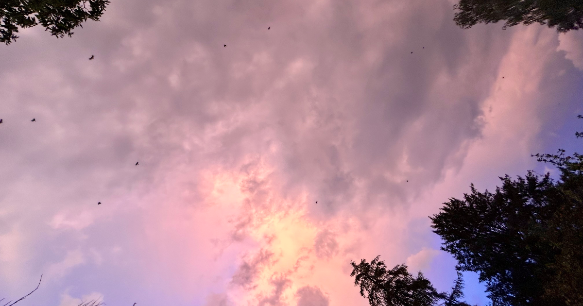 Quand le ciel fleurira