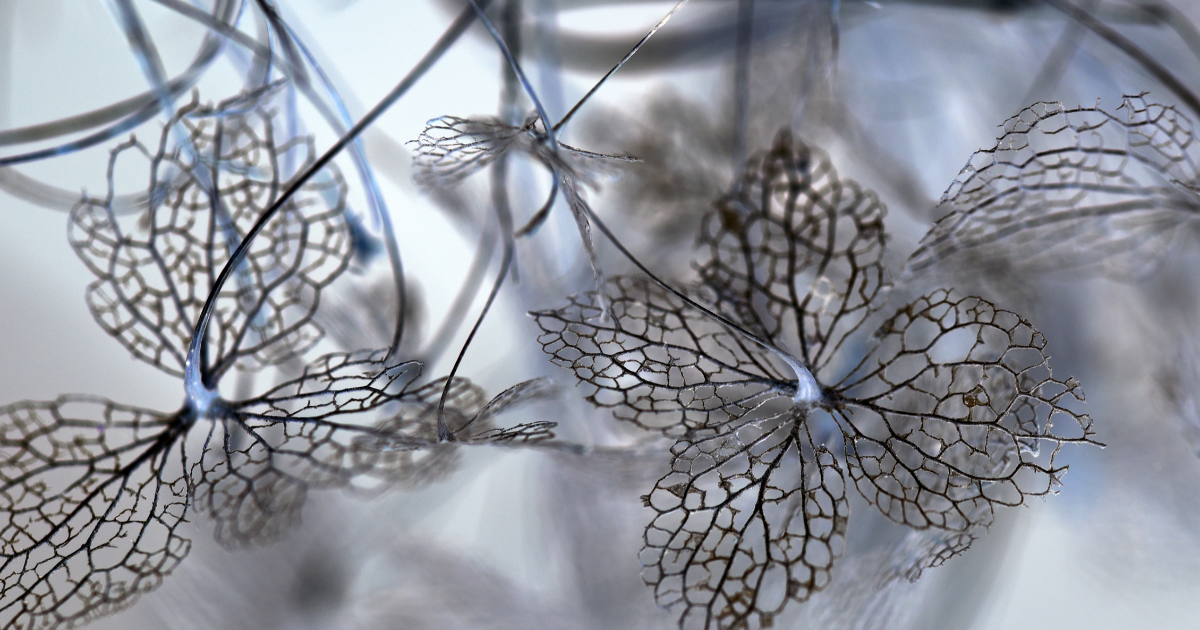Mini expo photo 9 : L’hortensia l’hiver