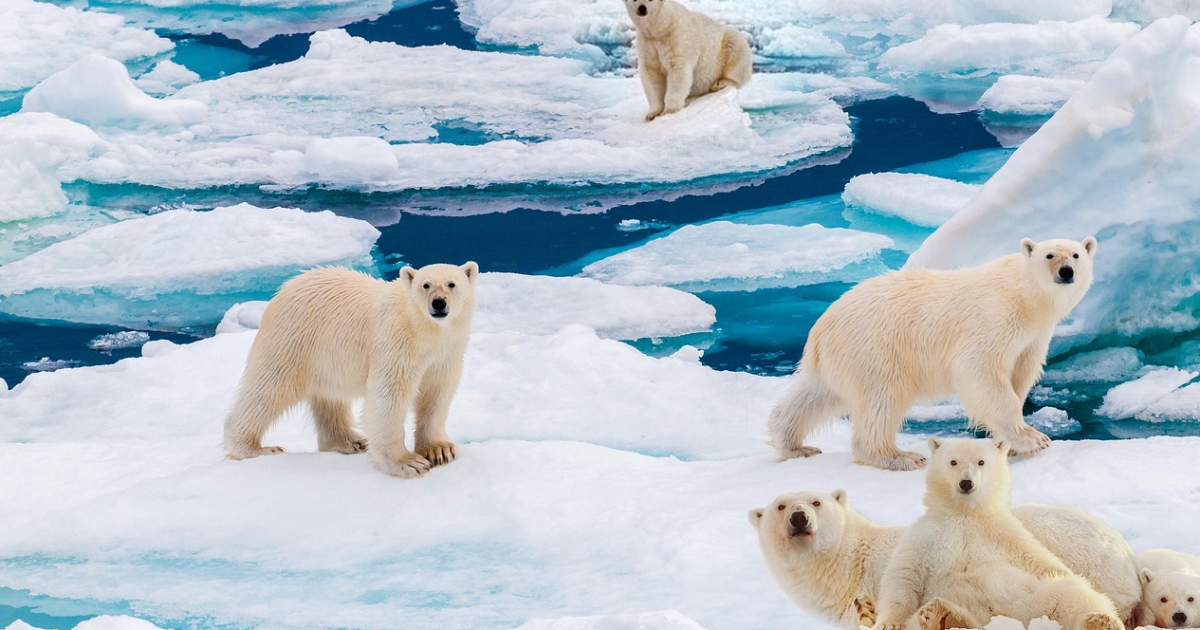 19 - Arctique : (challenge #LinkTober2025)