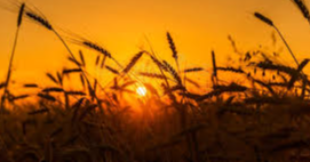 Le Chant des Sillons : Quand l'Âme de la Terre défie le Marché