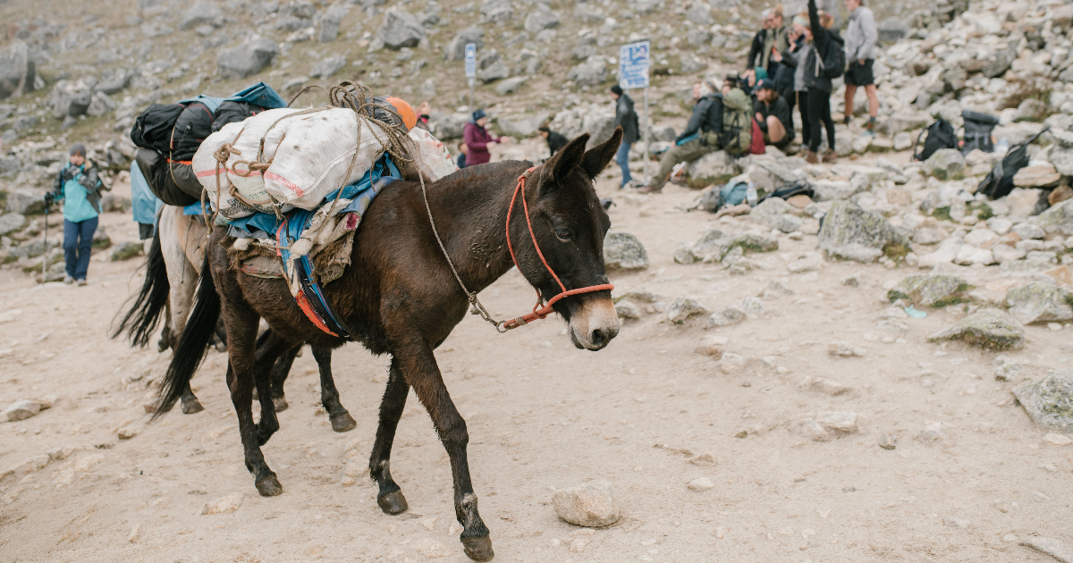 Mule