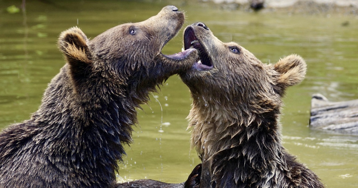 Rivaux ( LinkTober2025)