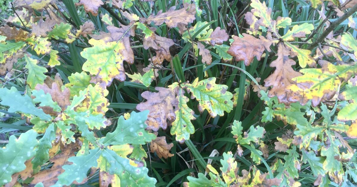 Le jardin du 25 Novembre