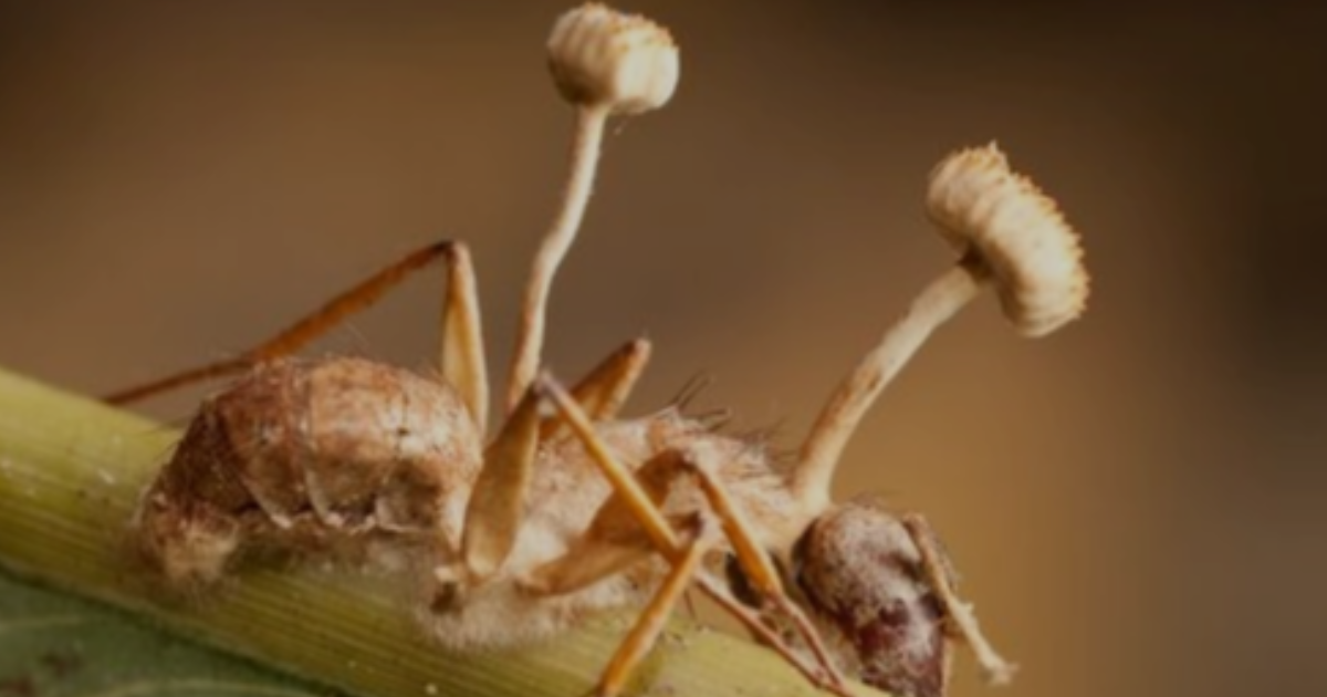Le Champignon zombificateur