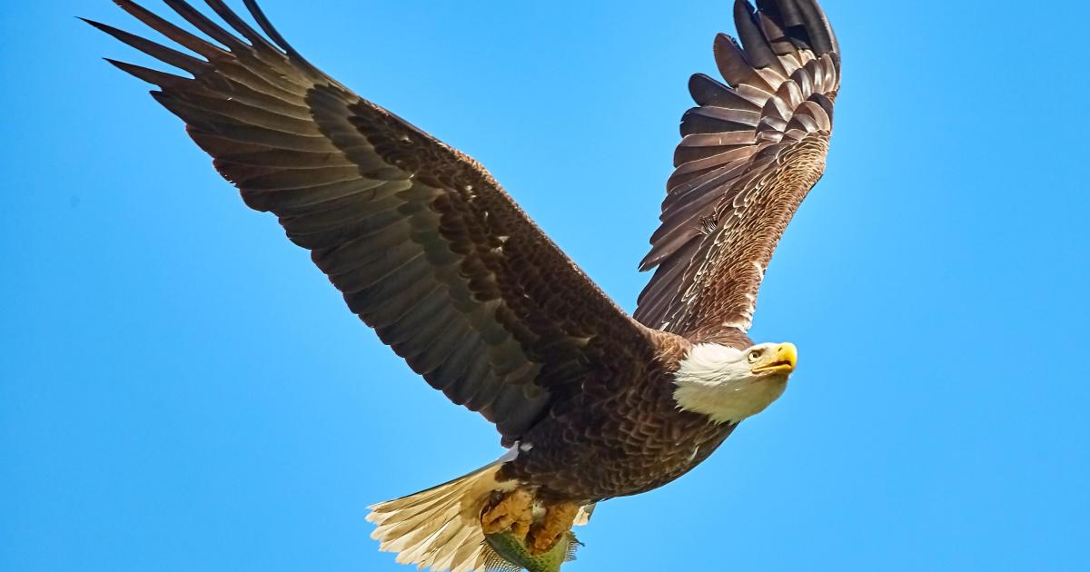 AIGLE