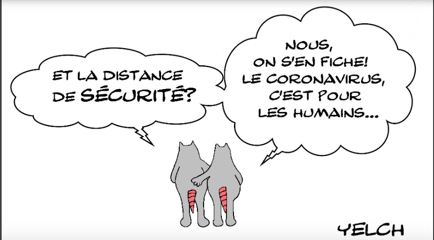 DISTANCE DE SECURITE CORONAVIRUS ET RATS