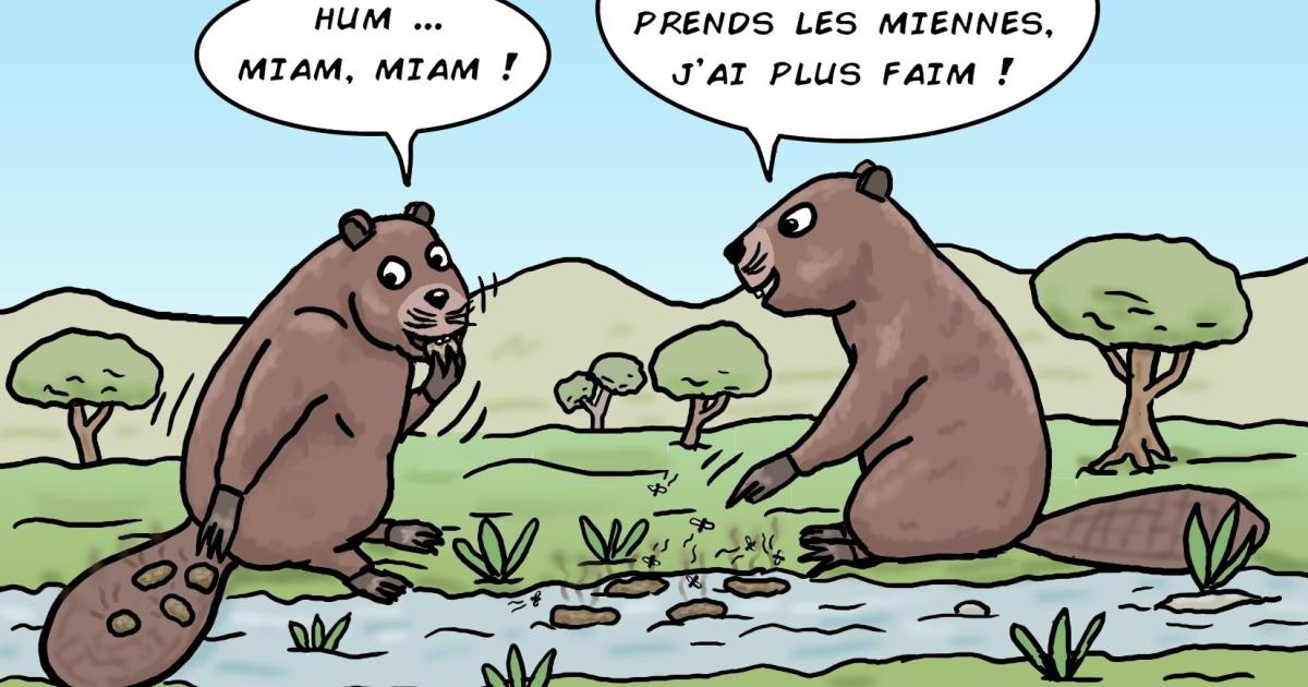 les crottes de castors